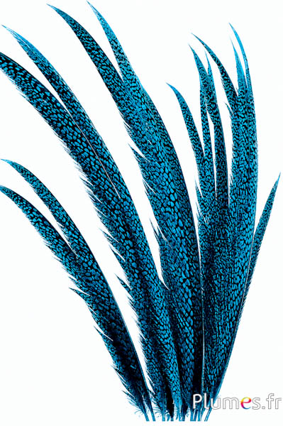 Fagiano dorato - 55-65 cm - turchese